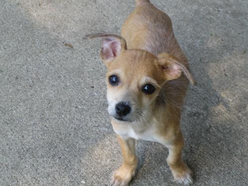 Chico