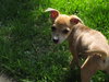 Chico