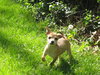 Chico