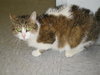 Tessie