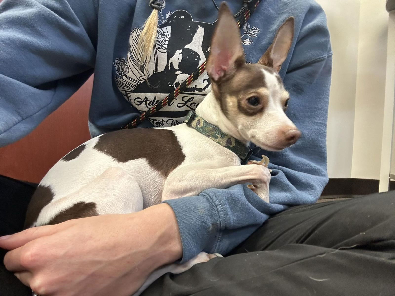 Dog For Adoption - Blaze, A Chihuahua In Bluffton, In 