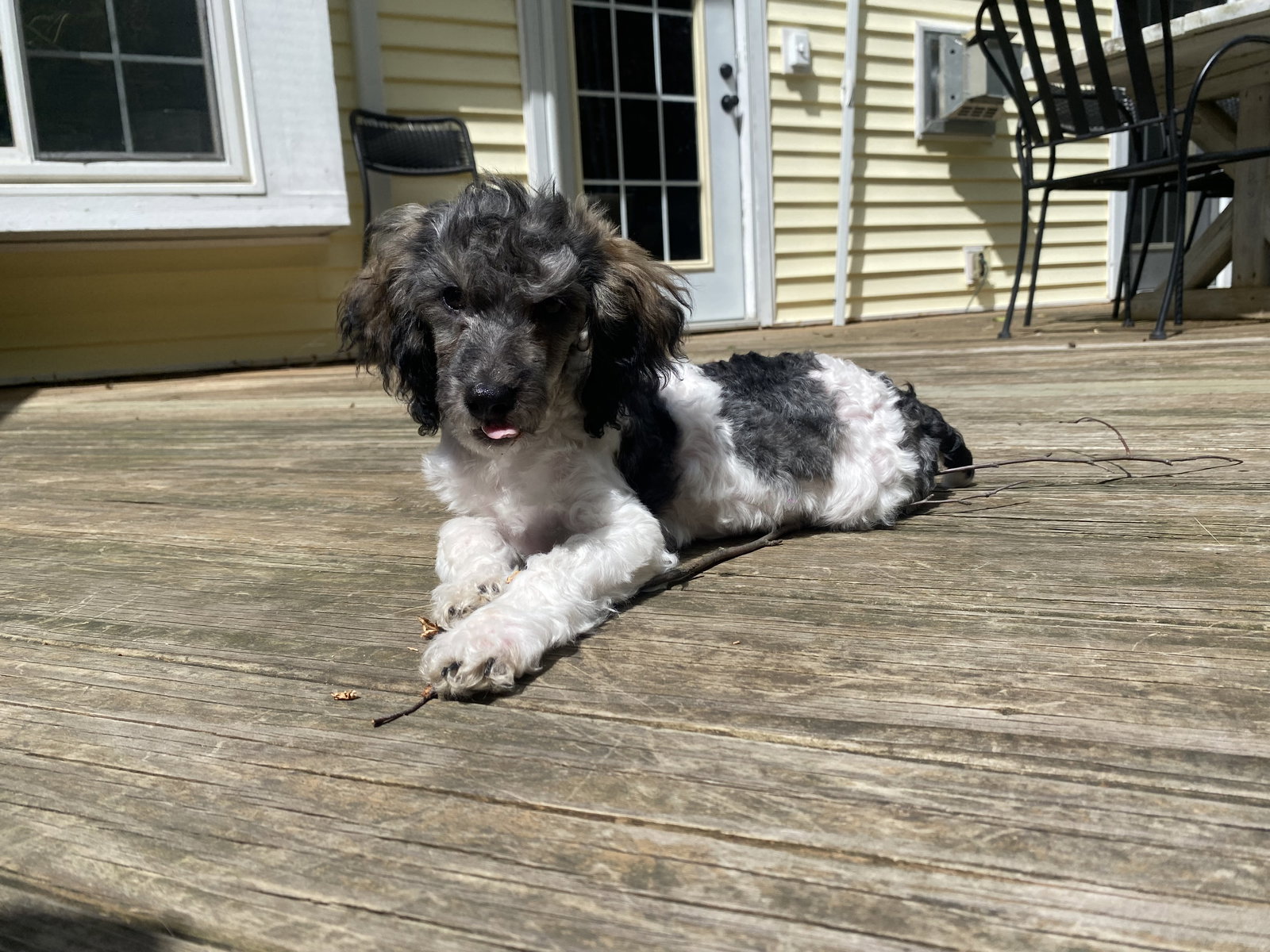 Dog for Adoption Ollie, a Poodle (Miniature) in Antwerp, OH Alpha Paw