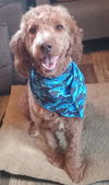 adoptable Dog in Fort Wayne, IN named Piper