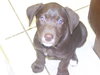 Clairese