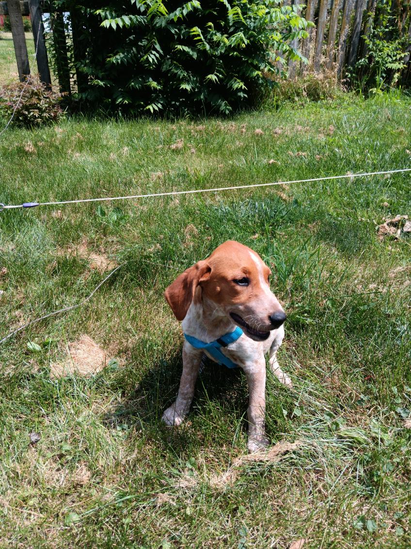 Dog for Adoption - Honey, a Redbone Coonhound in Continental, OH ...