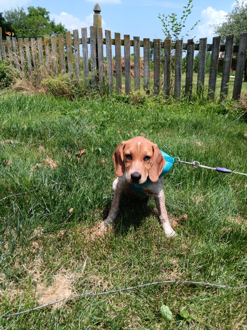 Dog for Adoption - Ginger, a Redbone Coonhound in Portland, IN | Alpha Paw