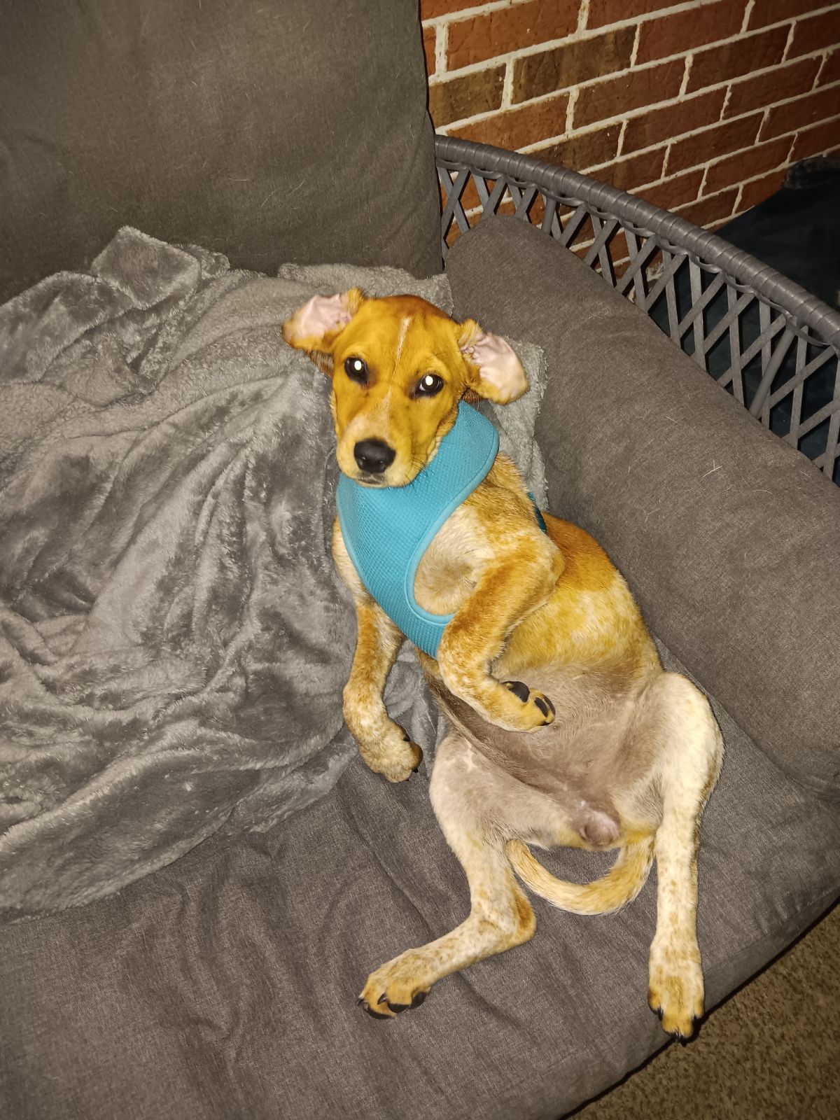 Dog for Adoption Ginger, a Redbone Coonhound in Antwerp, OH Alpha Paw
