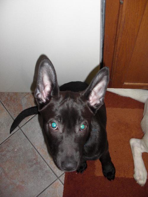 Bindi