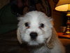 Dasher