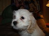 Dasher