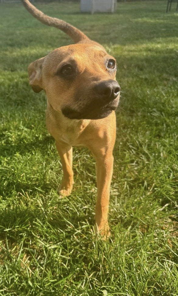 adoptable Dog in Fort Wayne, IN named Bambi