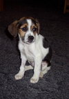 Lilly