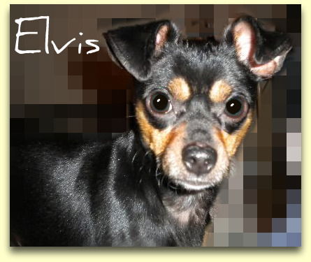 Elvis