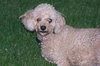 Dixie