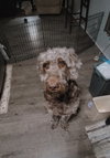 Bear aka 