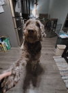 Bear aka 