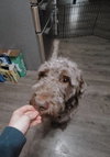 Bear aka 