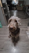 Bear aka 