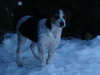 Lilly