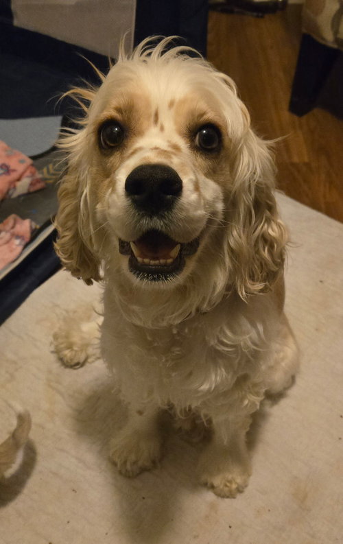 Daisy