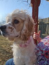 Daisy