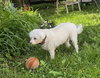 Roxie