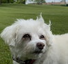Roxie