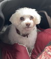 Roxie