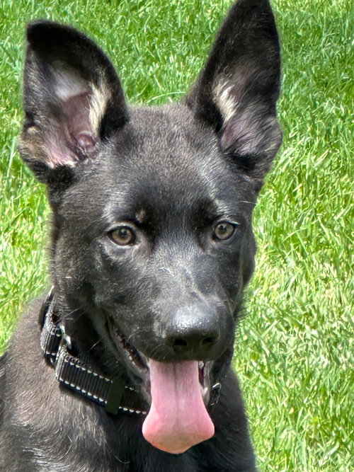 Ranger