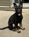 Ranger