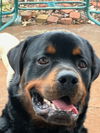 adoptable Dog in Fort Wayne, IN named Midnight