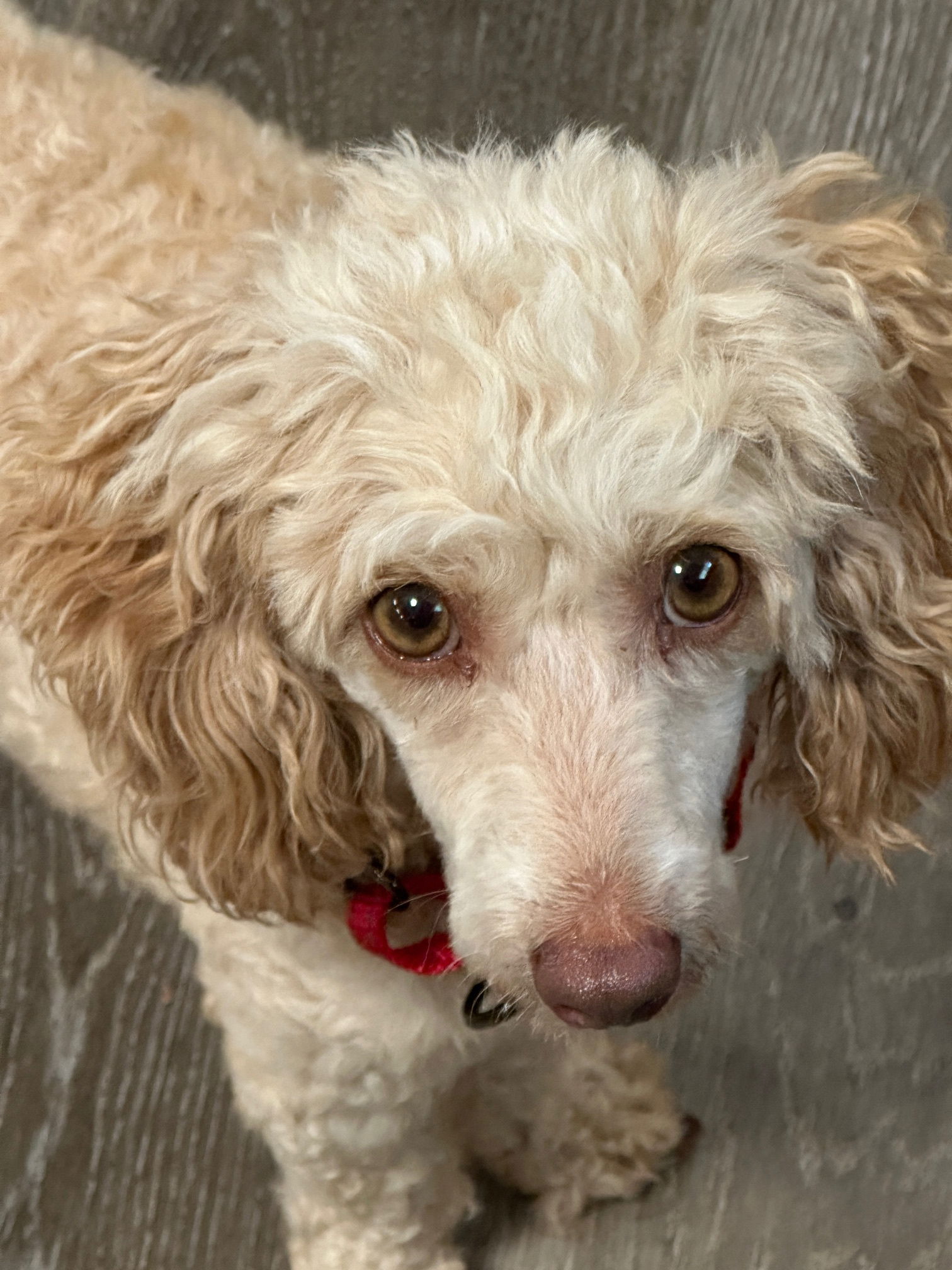 adoptable Dog in Fort Wayne, IN named Pippa
