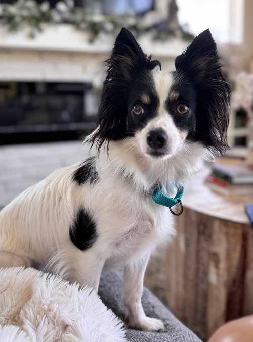 Kora