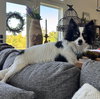 Kora