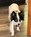 Kora