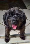 Pepper