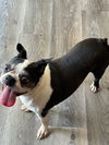 adoptable Dog in  named Lily