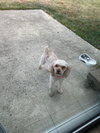 Pebbles