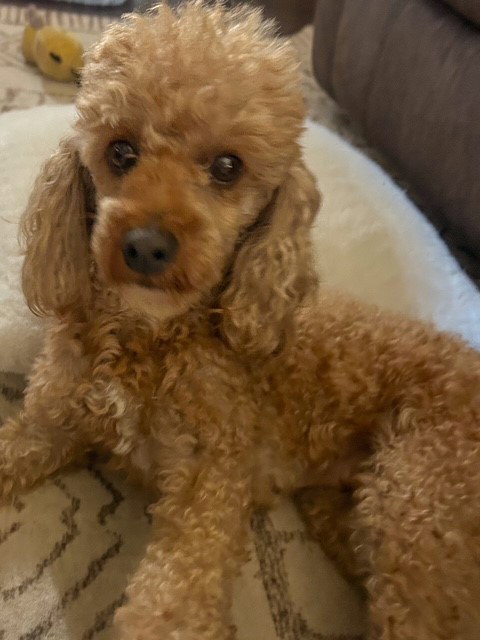 Sophie