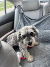 Arlo