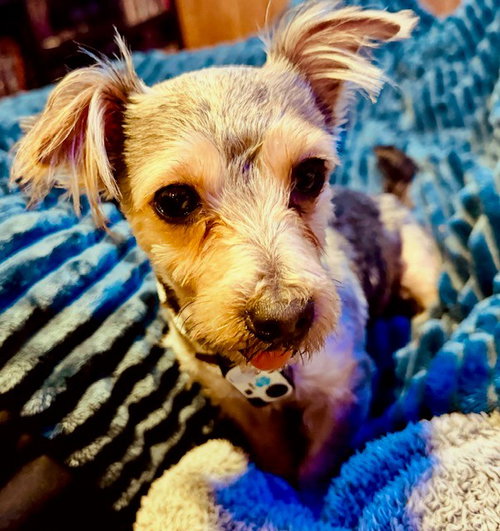 Mylo