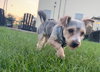 Mylo