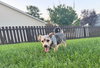 Mylo