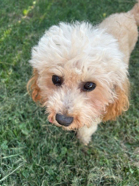 Teddy