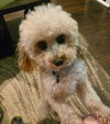 Teddy