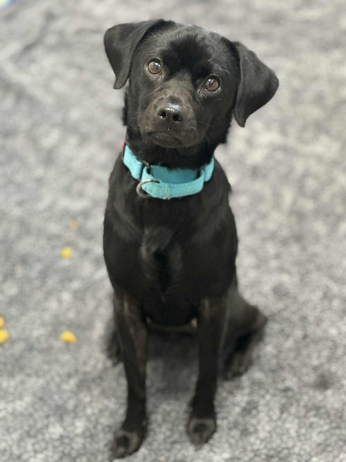 Blacky