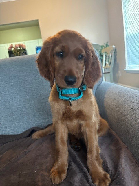 Dottie