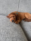 Dottie