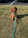 Dottie