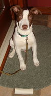 Carter